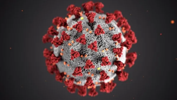 Coronavirus image by CDC on Unsplash Coronavirus image by CDC on Unsplash